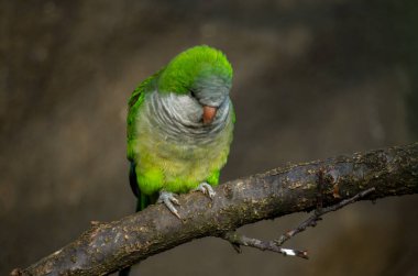 The monk parakeet, Myiopsitta monachus clipart