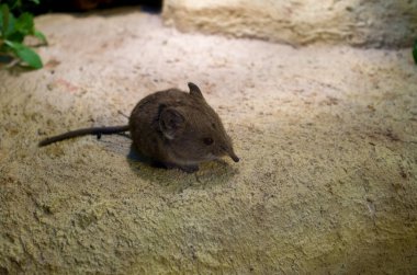 Yuvarlak kulaklı fil faresi, Macroscelides hortumu.