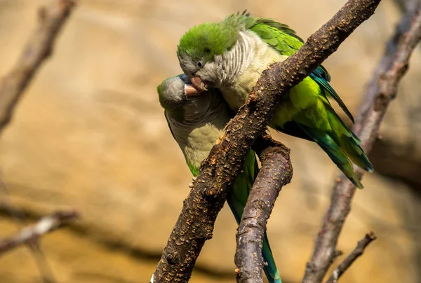 The monk parakeet, Myiopsitta monachus — Stock Photo, Image