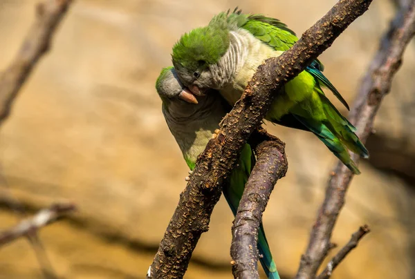 The monk parakeet, Myiopsitta monachus — Stock Photo, Image