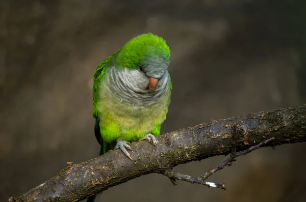 O periquito-monge, Myiopsitta monachus — Fotografia de Stock