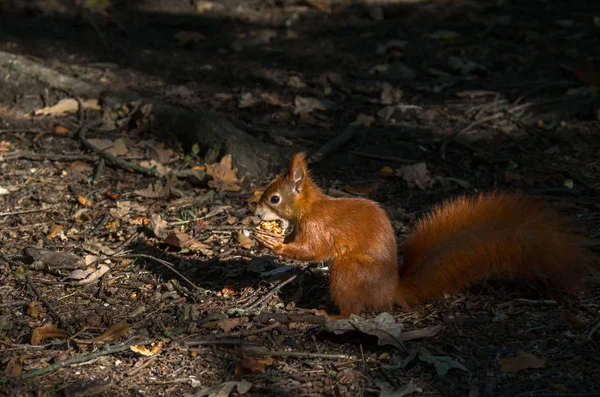 L'écureuil roux ou écureuil roux d'Eurasie, Sciurus vulgaris — Photo