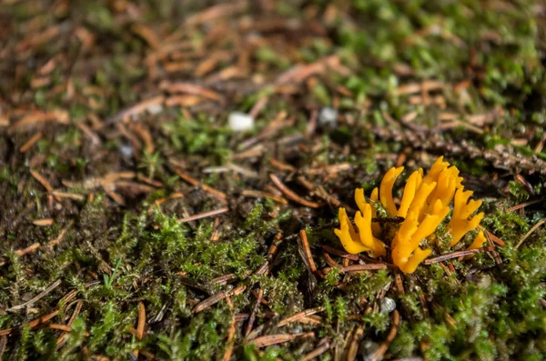 黄藻（Ramaria flava）是一种产于欧洲的黄色食用菌。 — 图库照片