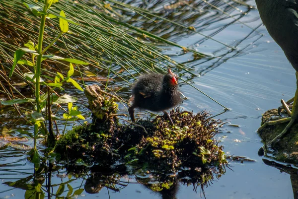 The common moorhen, Gallinula chloropus — Stock Photo, Image