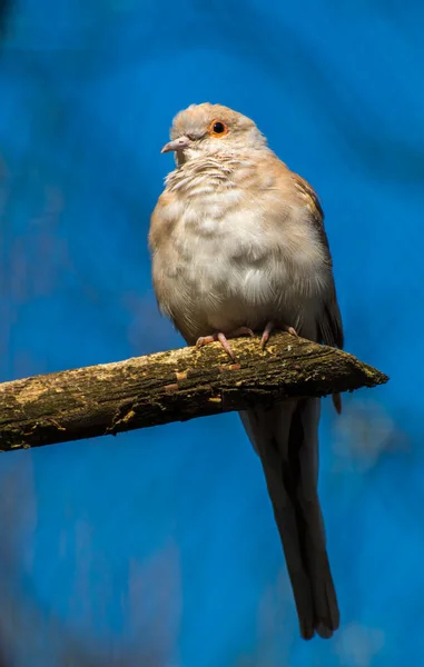 La paloma diamante, Geopelia cuneata — Foto de Stock