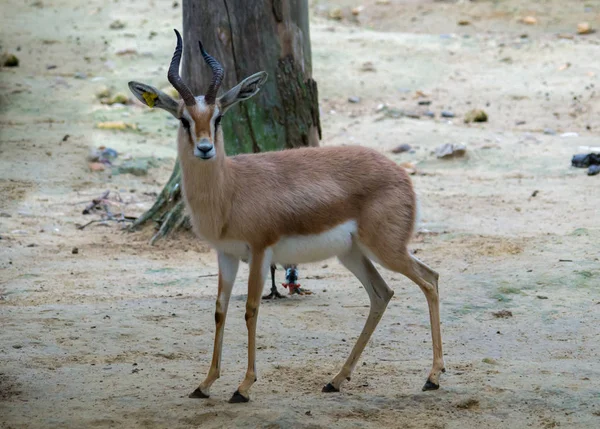 Die dorcas gazelle, gazella dorcas Stockfoto
