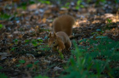 Kızıl sincap ya da Avrasya kızıl sincabı, Sciurus vulgaris