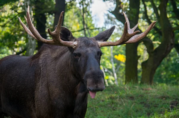 Losa v Severní Americe, nebo losa v Eurasii, Alces alces — Stock fotografie