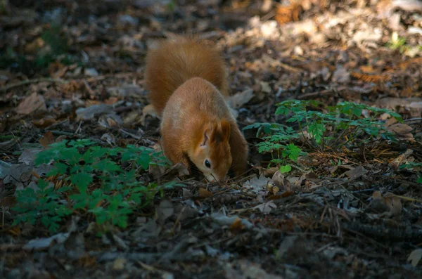 Das rote Eichhörnchen oder das eurasische rote Eichhörnchen, sciurus vulgaris — Stockfoto