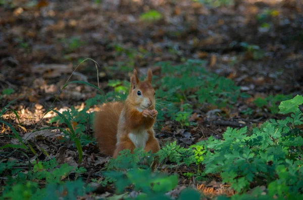 The red squirrel or Eurasian red squirrel, Sciurus vulgaris — Stock Photo, Image