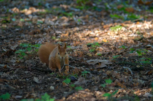 Червона білка або Євразійська червона білка, Sciurus vulgaris. — стокове фото