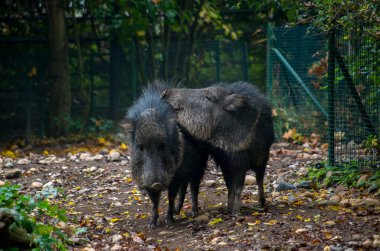 The Chacoan peccary or tagua, Catagonus wagneri clipart