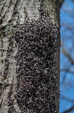 Kireç tohumu böceği, Oxycarenus lavabosu