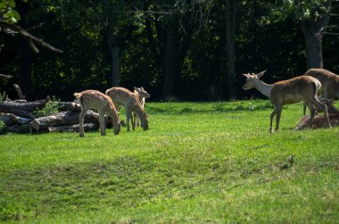 Bactrian geyiği, Cervus hanglu bactrianus