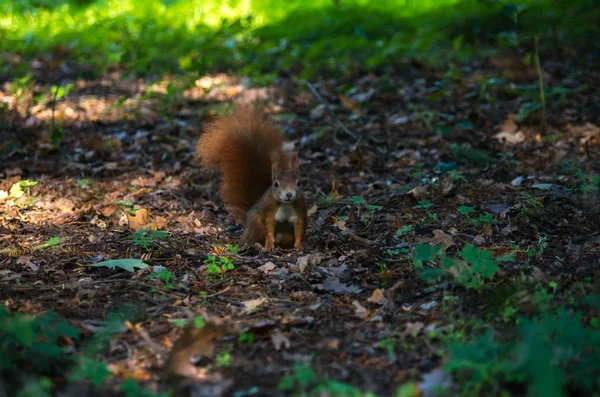 Das rote Eichhörnchen oder das eurasische rote Eichhörnchen, sciurus vulgaris — Stockfoto