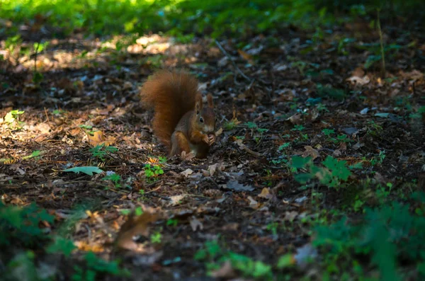 Das rote Eichhörnchen oder das eurasische rote Eichhörnchen, sciurus vulgaris — Stockfoto