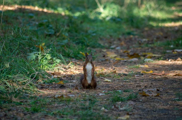 Красная белка или Евразийская красная белка, Sciurus vulgaris — стоковое фото