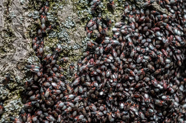 Cimice di semi di calce, Oxycarenus lavaterae — Foto Stock