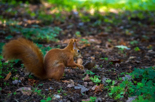 Червона білка або Євразійська червона білка, Sciurus vulgaris. — стокове фото