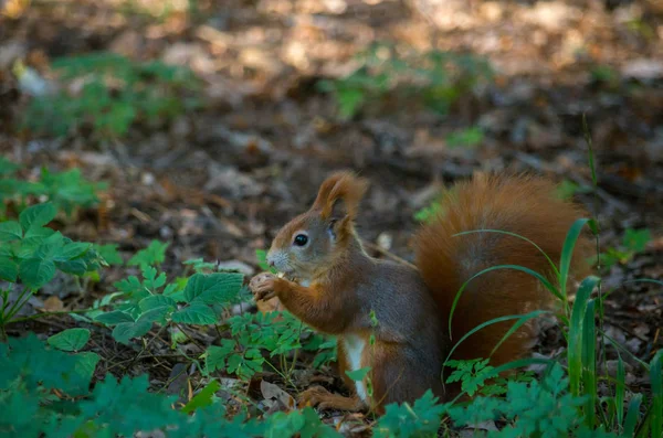 La ardilla roja o ardilla roja euroasiática, Sciurus vulgaris — Foto de Stock