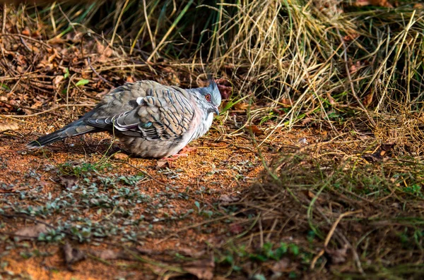 Конічний голуб, Ocyphaps lophotes — стокове фото