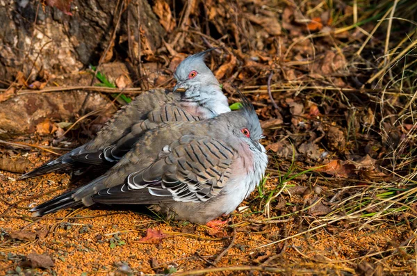 O pombo de crista, Ocyphaps lophotes — Fotografia de Stock