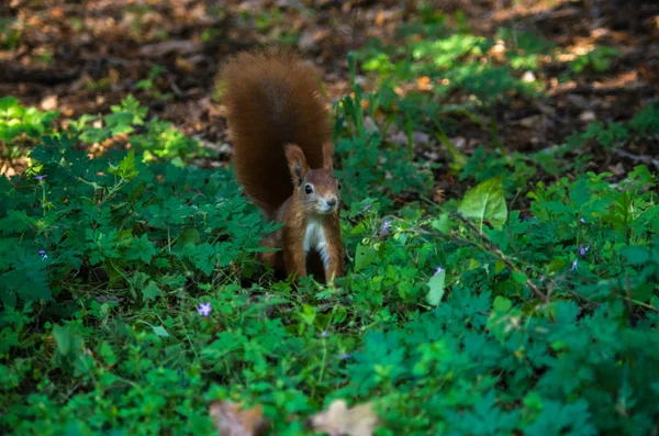 The red squirrel or Eurasian red squirrel, Sciurus vulgaris — Stock Photo, Image