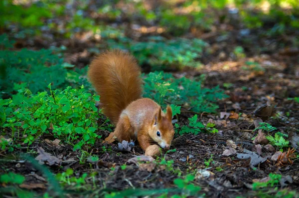 Червона білка або Євразійська червона білка, Sciurus vulgaris. — стокове фото