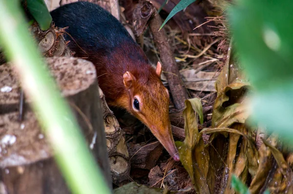 O elefante preto e rufous shrew, Rhynchocyon petersi — Fotografia de Stock