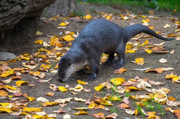 The North American River otter, Lontra canadensis — стокове фото