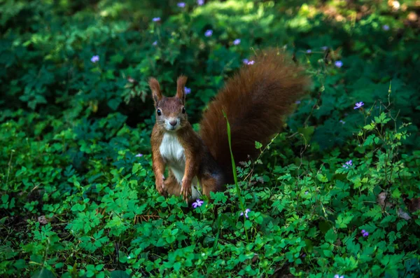 Das rote Eichhörnchen oder das eurasische rote Eichhörnchen, sciurus vulgaris — Stockfoto