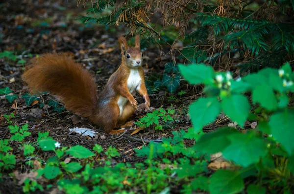 Червона білка або Євразійська червона білка, Sciurus vulgaris. — стокове фото