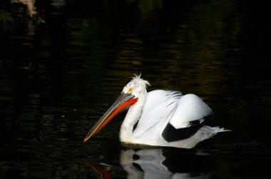 Dalmaçyalı pelikan, Pelecanus crispus