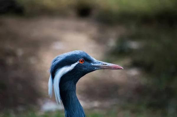 Demoiselle Crane ,Anthropoides virgo — 스톡 사진