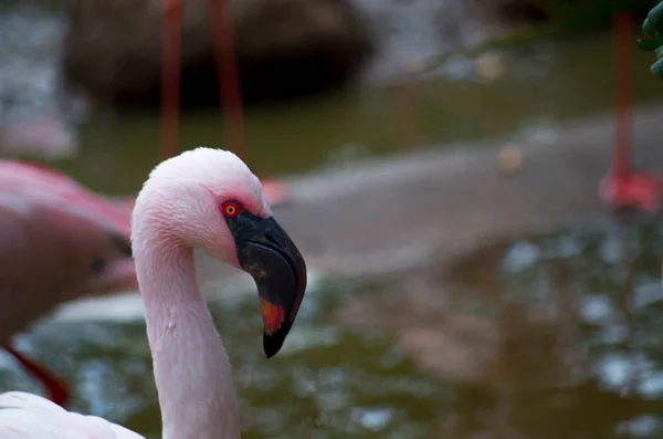 The lesser flamingo, Phoenicoparrus minor — 스톡 사진