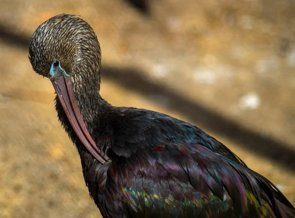 The Gassy Ibis, Fabgadis falcinellus — стоковое фото