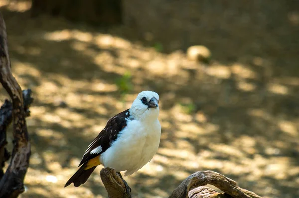 Białogłowy Buffalo weaver, Dinemellia dinemelli — Zdjęcie stockowe