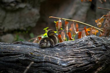 Yaban ördeği, Anas platyrhynchos