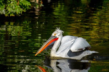 Dalmaçyalı pelikan, Pelecanus crispus