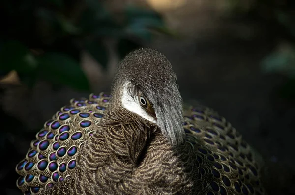 Grey Peacock-Pheasant, Polyplectron bicalcaratum — Stock Photo, Image