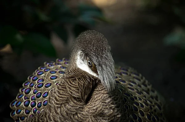 Grijze Pauw-fazant, Polyplectron bicalcaratum — Stockfoto