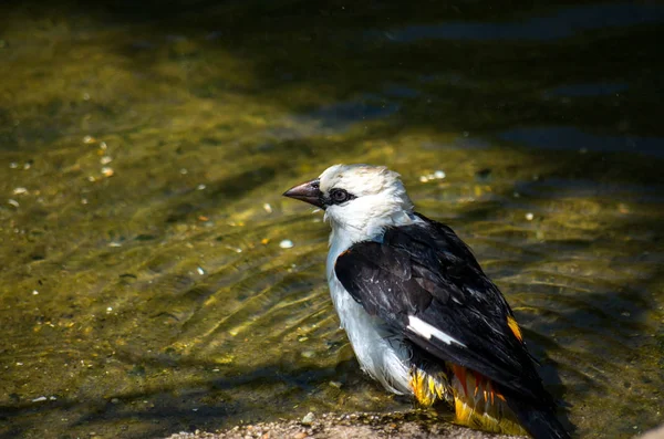 AK başlı Buffalo weaver, Dinemellia dinemelli — Stok fotoğraf