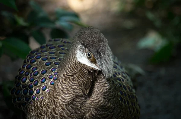 Peacock-Fagiano grigio, Polyplectron bicalcaratum — Foto Stock