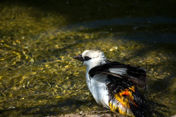 AK başlı Buffalo weaver, Dinemellia dinemelli — Stok fotoğraf