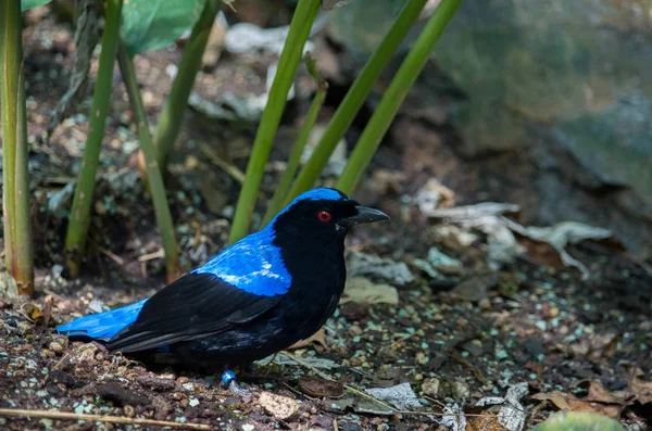 Asya peri mavi kuş, Irena puella — Stok fotoğraf