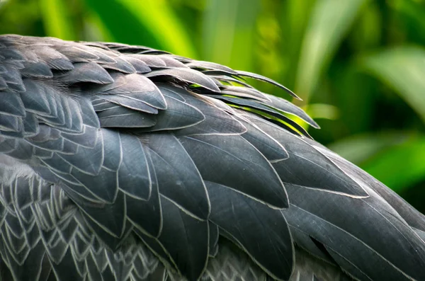 The shoebill, Balaeniceps rex — стоковое фото