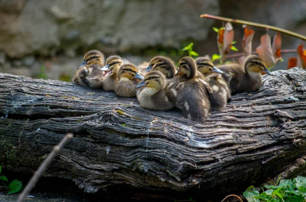 Η mallard, Anas platyrhynchos — Φωτογραφία Αρχείου