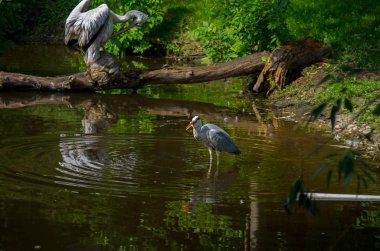 Gri balıkçıl, Ardea cinerea