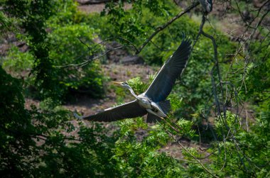 Gri balıkçıl, Ardea cinerea