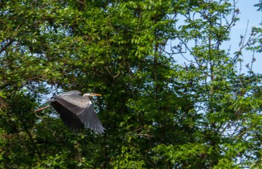 Gri balıkçıl, Ardea cinerea